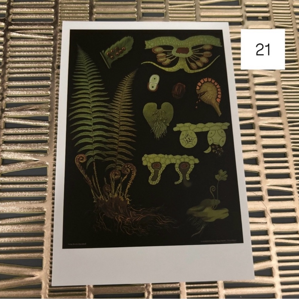 Single Postcard Art Print w/ Vintage Imagery - Botany - Fern Spores 21